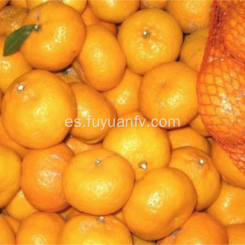 bebé fresco mandarina naranja fábrica directa de exportación